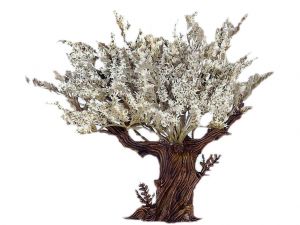 Produktbild zu: Olivenbaum, 18 cm, weisse Blüten